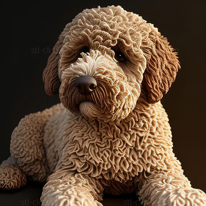 st Lagotto romagnolo dog